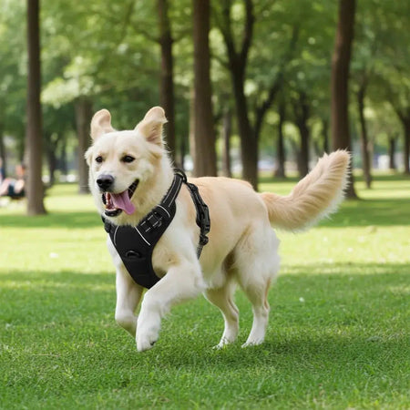 Comfort Control Dog Harness
